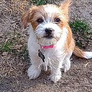 Daisee Linn is registered to the contest to win money with this photo: dog, puppy, outdoor, grass, dirt, pet, collar, cute, animal, fur, small_dog, sitting, ears, face, brown, white, nature, playful, adorable, young