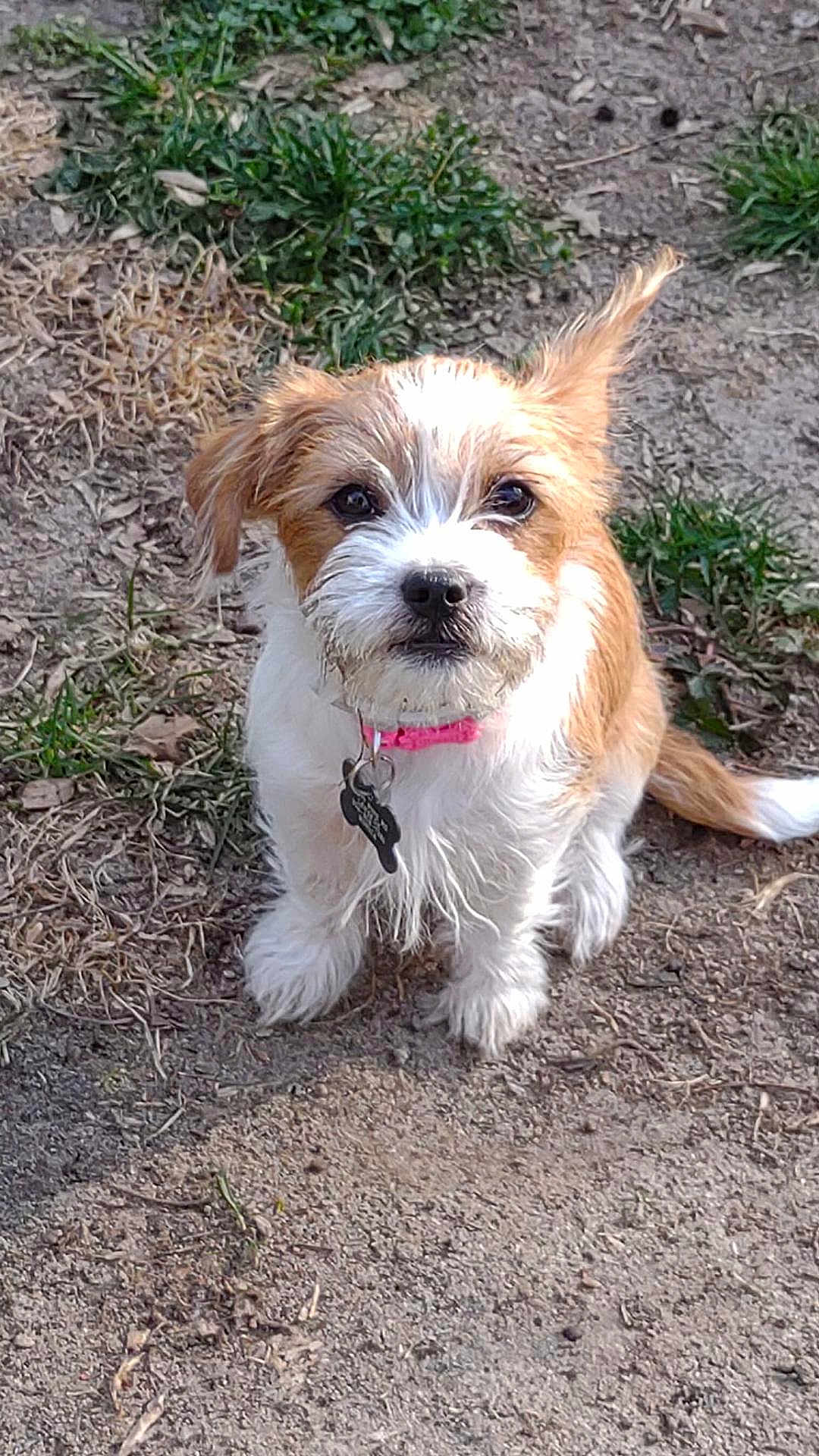 Daisee Linn is registered to the contest to win money with this photo: dog, puppy, outdoor, grass, dirt, pet, collar, cute, animal, fur, small_dog, sitting, ears, face, brown, white, nature, playful, adorable, young