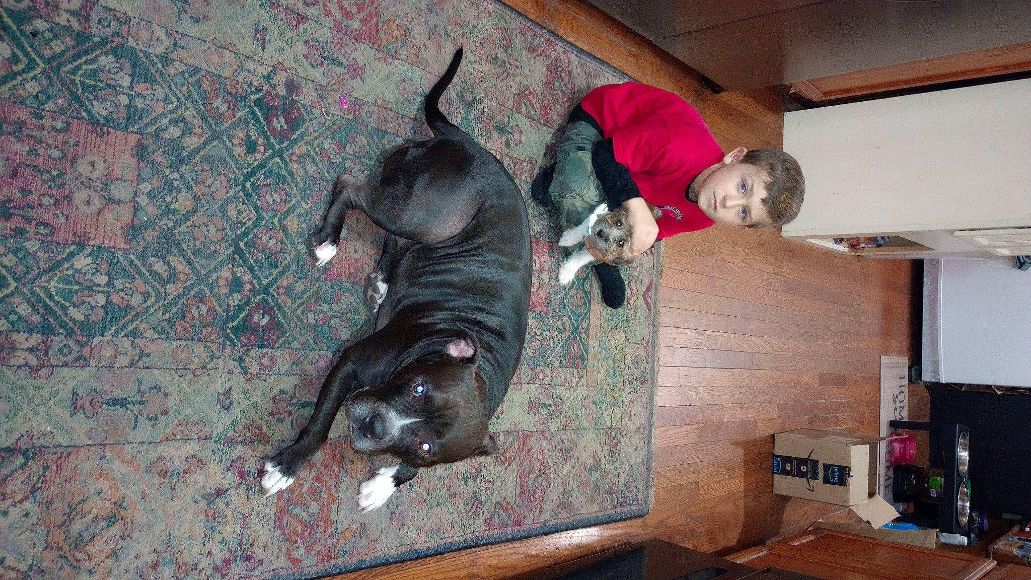 Starilee joined the competition — help win amazing prizes! art, bull, canidae, carnivore, comfort, companion_dog, dog, dog_breed, fawn, floor, flooring, fun, guard_dog, hardwood, room, sporting_group, tail, window, wood, working_animal