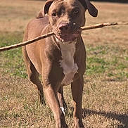 Chika participe au concours pour gagner de l'argent avec cette photo : active, animal, brown_dog, canine, closeup, daytime, dog, fetch, field, grass, happy, mammal, nature, one_animal, outdoor, pet, playing, stick, sunlight, walking
