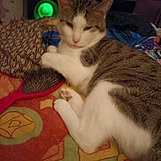 Filou a rejoint le concours — aidez-le/la à gagner de superbes lots ! cat, hairbrush, blanket, indoor, resting, sleepy, paw, striped_cat, white_fur, patterned, colorful, cluttered_background, furniture, pet, domestic, cozy, relaxed, animal, bed, home