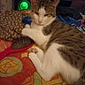 animal, bed, blanket, cat, cluttered_background, colorful, cozy, domestic, furniture, hairbrush, home, indoor, patterned, paw, pet, relaxed, resting, sleepy, striped_cat, white_fur