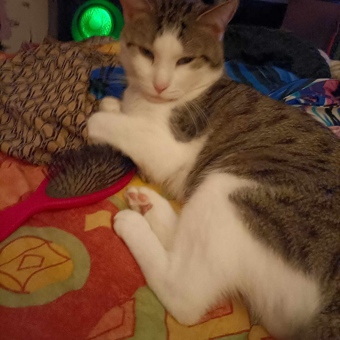Filou a rejoint le concours — aidez-le/la à gagner de superbes lots ! cat, hairbrush, blanket, indoor, resting, sleepy, paw, striped_cat, white_fur, patterned, colorful, cluttered_background, furniture, pet, domestic, cozy, relaxed, animal, bed, home