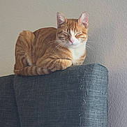 Sammy joined the competition — help win amazing prizes! calm, cat, closed_eyes, comfortable, couch, domestic_animal, ears, feline, furniture, home, indoor, orange_tabby, pet, relaxed, resting, seated, tail, texture, wall, whiskers