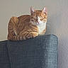 calm, cat, closed_eyes, comfortable, couch, domestic_animal, ears, feline, furniture, home, indoor, orange_tabby, pet, relaxed, resting, seated, tail, texture, wall, whiskers