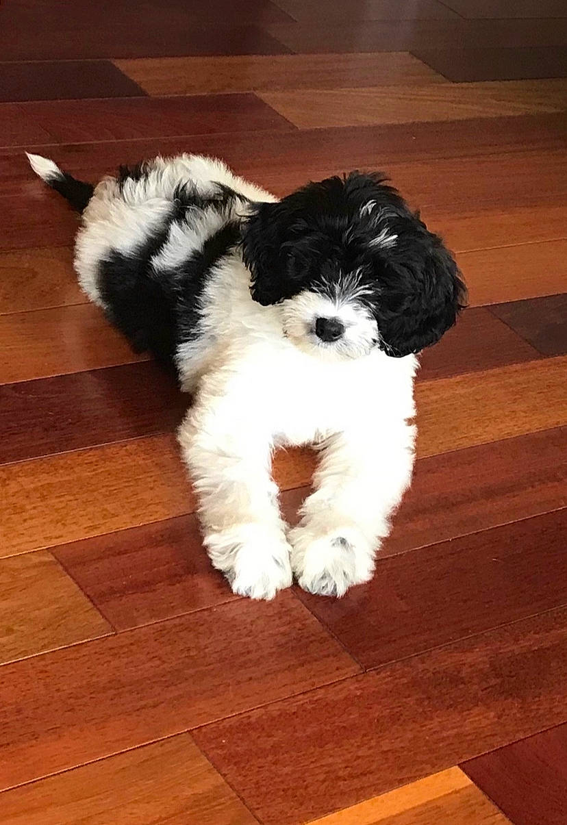 Lucy joined the competition — help win amazing prizes! bolonka, canidae, carnivore, cavachon, cavapoo, cockapoo, companion_dog, dog, dog_breed, havanese, kyi_leo, maltepoo, mammal, puppy, schnoodle, shih_poo, shih_tzu, sporting_lucas_terrier, tibetan_terrier, vertebrate