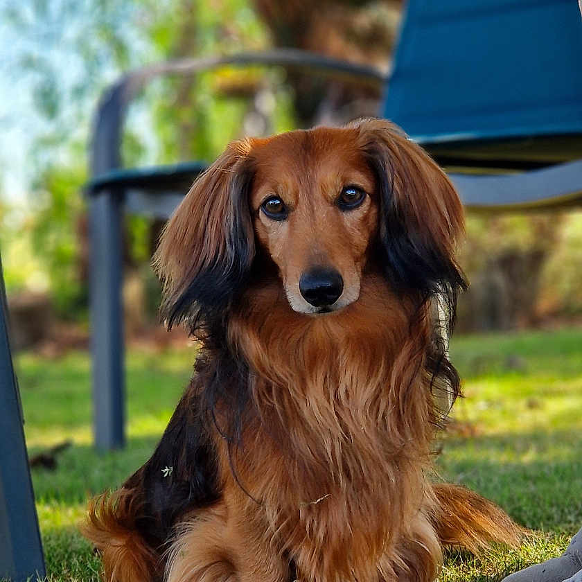Malo a rejoint le concours — aidez-le/la à gagner de superbes lots ! alloywheel, animal, canine, car, carwheel, cockerspaniel, dog, field, goldenretriever, grass, grassland, hound, lawn, machine, nature, outdoors, pet, plant, puppy, terrier