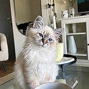 Moon participe au concours pour gagner de l'argent avec cette photo : blue_eyes, blueberries, cat, coffee_mug, curious, flowers, fluffy, fruit_bowl, glass_table, indoor, kitten, living_room, mirror, modern_interior, ring_light, sofa, spoon, table, television, vase