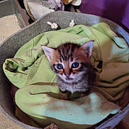 Ares participe au concours pour gagner de l'argent avec cette photo : kitten, cat, tabby, pet, basket, blanket, indoor, cute, small, animal, fur, young, cozy, curious, domestic, living_room, litter_box, container, rope_handle, soft