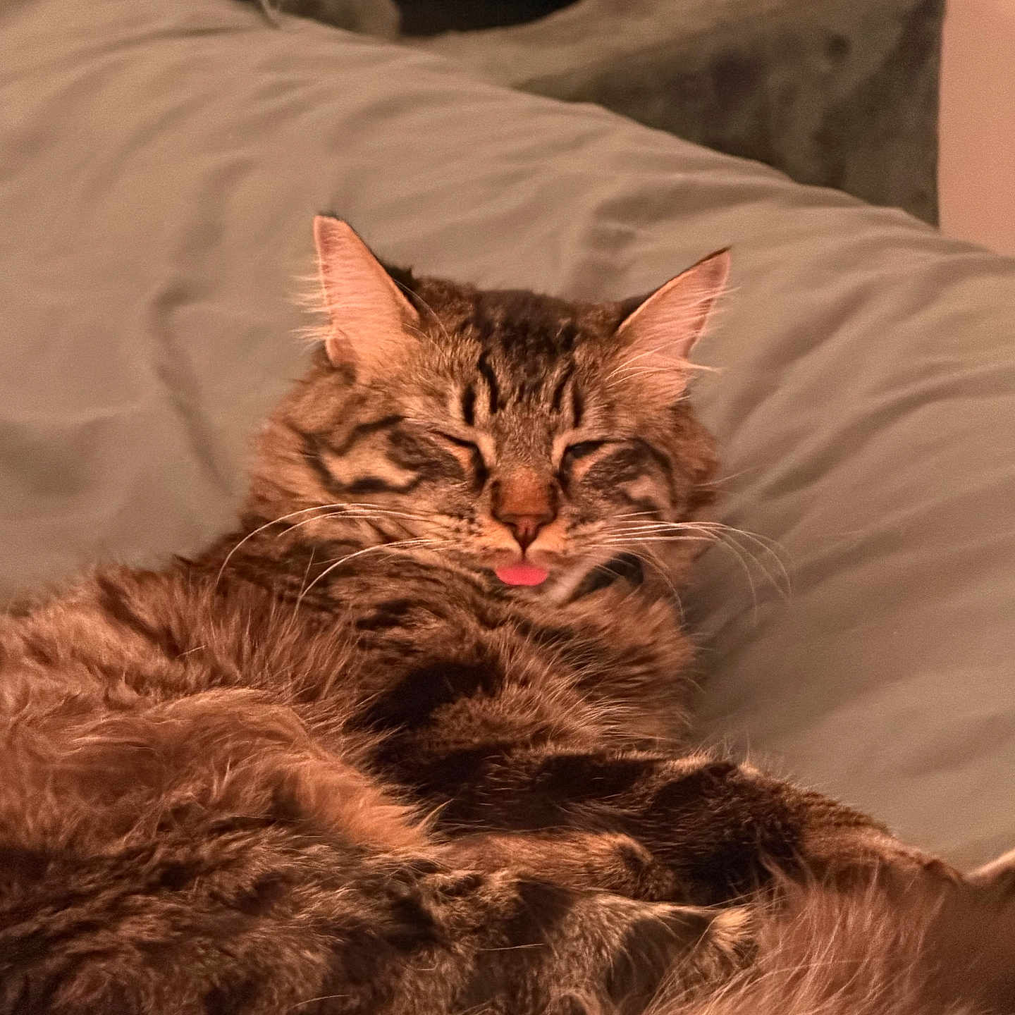 Kimchi is registered to the contest to win money with this photo: cat, tabby, feline, sleepy, tongue_out, fur, bed, indoor, pet, cozy, relaxed, whiskers, ears, muzzle, soft_texture, resting, animal, furniture, home, cat_tree