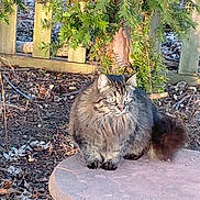 Lilly joined the competition — help win amazing prizes! bushy_tail, cat, evergreen, feline, fence, fur, garden, green_eyes, leaves, long_haired_cat, mulch, outdoor, pet, portrait, shadow, sitting, stone_table, sunlight, tabby, whiskers