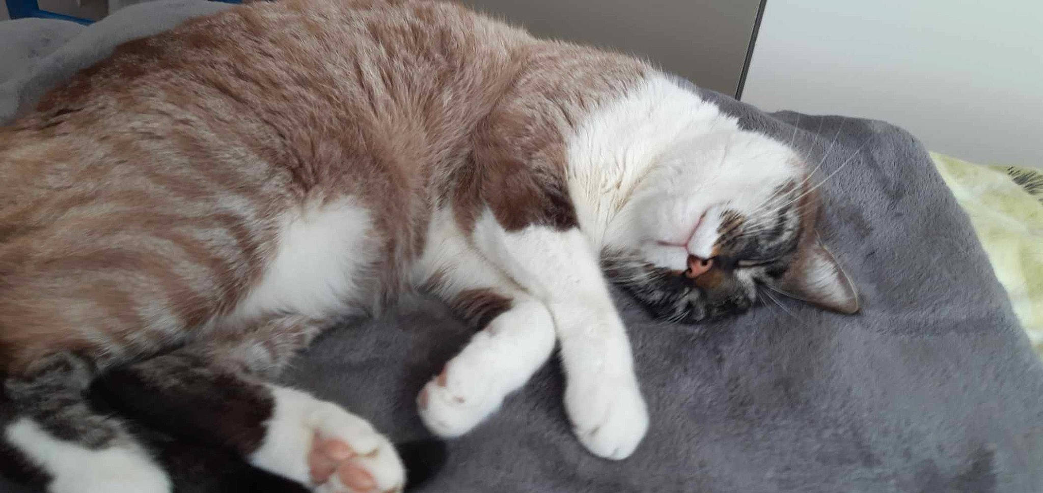 Léon participe au concours pour gagner de l'argent avec cette photo : aegean_cat, asian, carnivore, cat, claw, domestic_short_haired_cat, european_shorthair, felidae, fur, kitten, mammal, nap, paw, polydactyl_cat, small_to_medium_sized_cats, snout, tail, whiskers