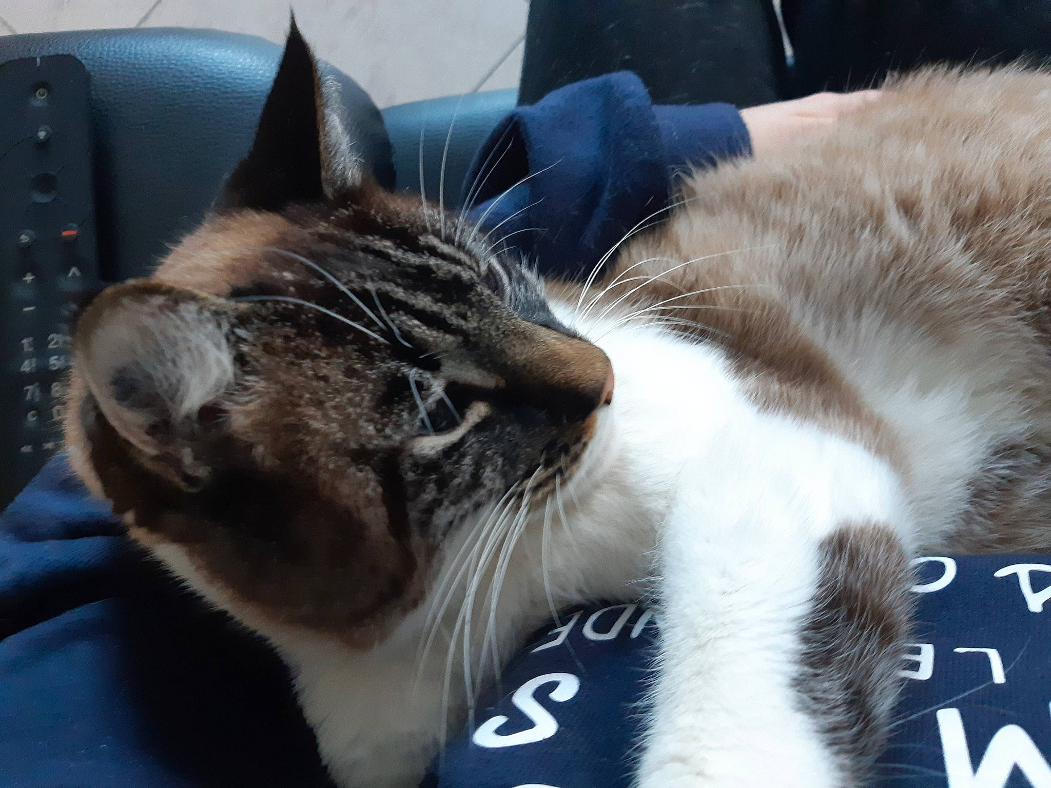 Léon a rejoint le concours — aidez-le/la à gagner de superbes lots ! aegean_cat, american_wirehair, carnivore, cat, domestic_short_haired_cat, european_shorthair, eye, felidae, fur, kitten, nap, nose, paw, polydactyl_cat, sky, sleep, small_to_medium_sized_cats, snout, tabby_cat, whiskers