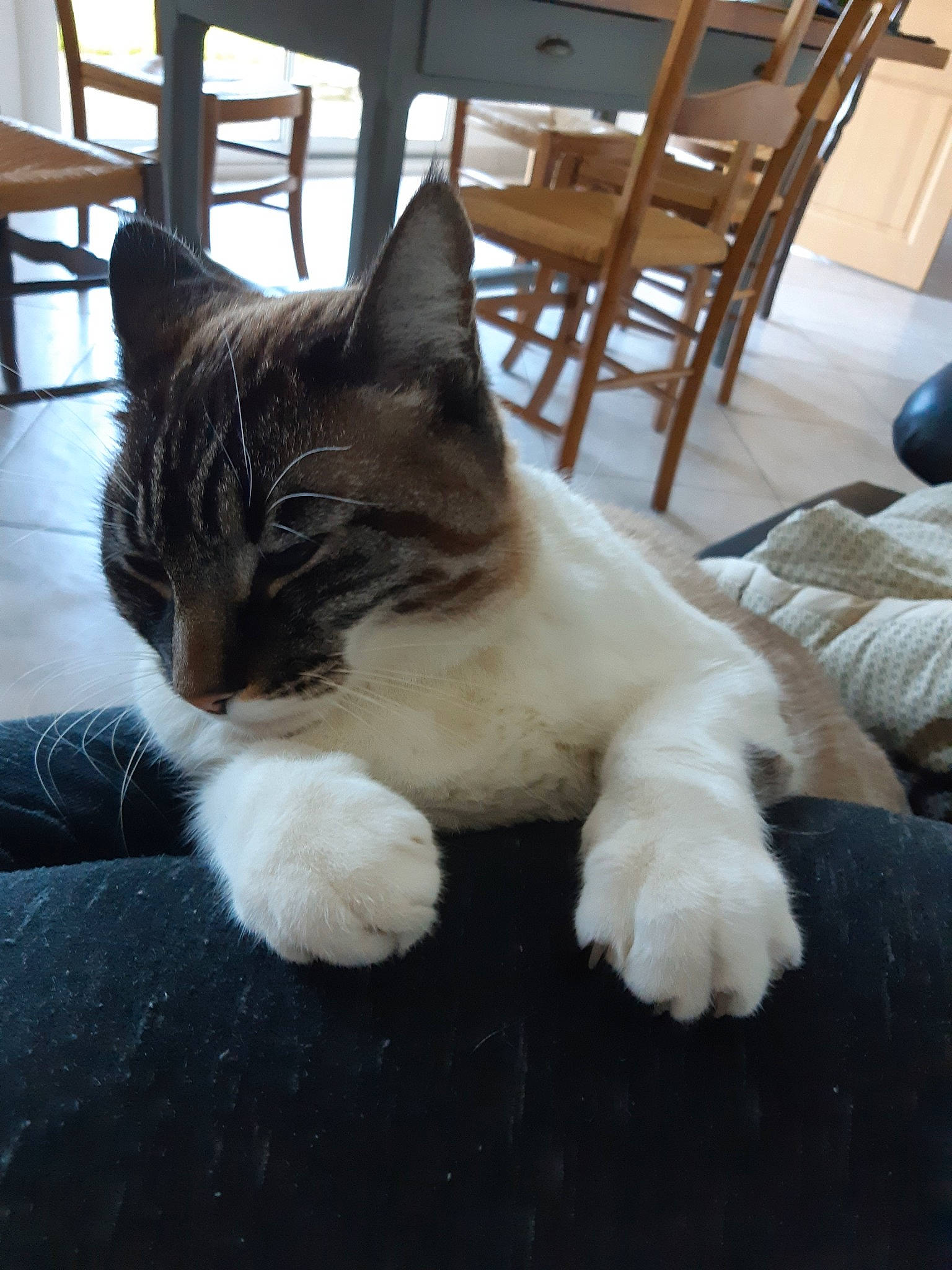 Léon participe au concours pour gagner de l'argent avec cette photo : aegean_cat, carnivore, cat, domestic_long_haired_cat, domestic_short_haired_cat, european_shorthair, fawn, felidae, fur, kitten, mammal, norwegian_forest_cat, paw, polydactyl_cat, ragdoll, small_to_medium_sized_cats, snowshoe, tail, whiskers