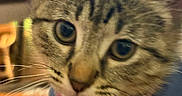 Phinny joined the competition — help win amazing prizes! cat, tabby, kitten, feline, close_up, portrait, whiskers, eyes, nose, ears, fur, striped_fur, collar, bell, indoor, home, warm_lighting, curious, animal, pet