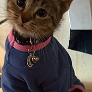 Phinny joined the competition — help win amazing prizes! cat, tabby, kitten, pet, animal, portrait, indoors, sitting, collar, bell, pendant, clothing, sweater, navy_blue, pink, wide_eyes, whiskers, ears, couch, funny