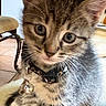 Phinny joined the competition — help win amazing prizes! cat, kitten, tabby, feline, pet, animal, close_up, portrait, whiskers, green_eyes, ears, fur, collar, tag, indoor, home, couch, curious, cute, brown_fur