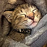 Phinny joined the competition — help win amazing prizes! cat, sleeping, close_up, fur, whiskers, nose, closed_eyes, pet, collar, stars, blanket, cozy, indoors, portrait, brown_fur, cream_fur, relaxed, cute, snuggled, animal