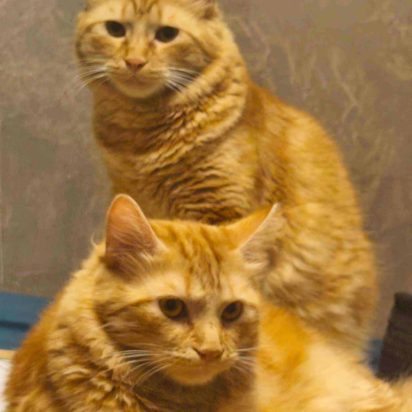 Garfield Nono participe au concours pour gagner de l'argent avec cette photo : animal, cat, closeup, companion, cute, domestic_animal, ears, eyes, feline, fur, furry, ginger_cat, indoor, mammal, pet, portrait, resting, sitting, two_cats, whiskers