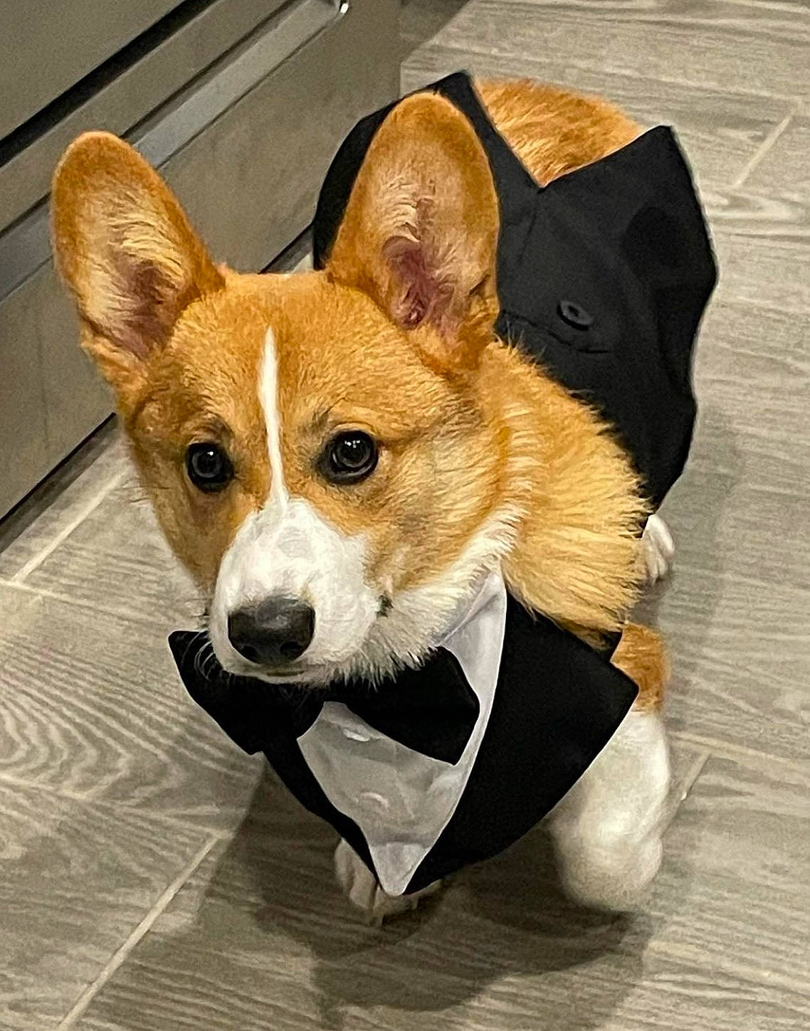 Shorty Corgey joined the competition — help win amazing prizes! ancient_dog_breeds, canidae, carnivore, companion_dog, dog, dog_breed, dog_sports, fawn, fur, hound, hunting_dog, non_sporting_group, snout, sporting_group, tail, terrestrial_animal, whiskers, wood, working_animal