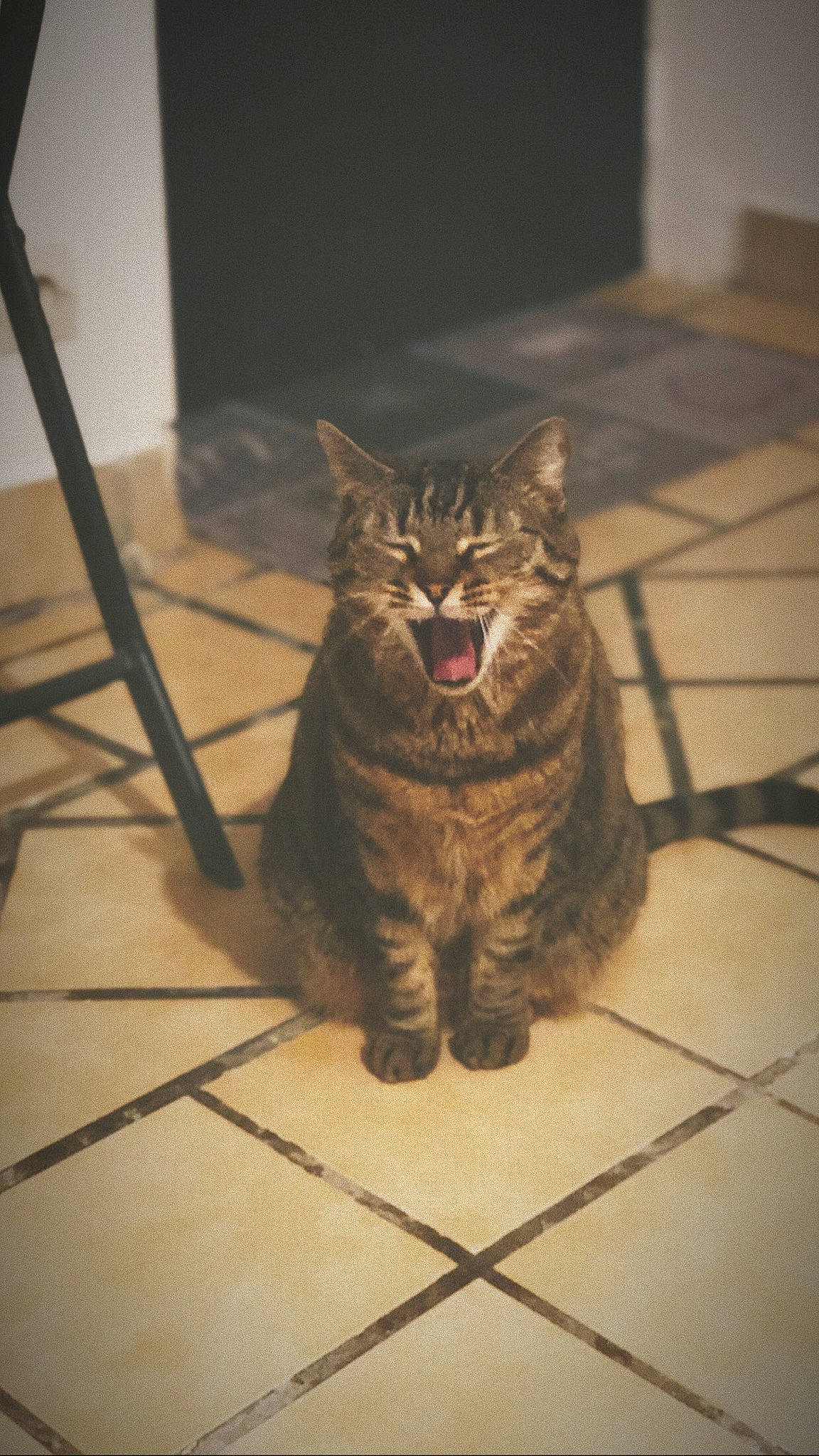 Mitsy participe au concours pour gagner de l'argent avec cette photo : asian, bengal, carnivore, cat, domestic_short_haired_cat, dragon_li, european_shorthair, facial_expression, felidae, floor, flooring, fur, kitten, small_to_medium_sized_cats, tabby_cat, tile, whiskers, wild_cat