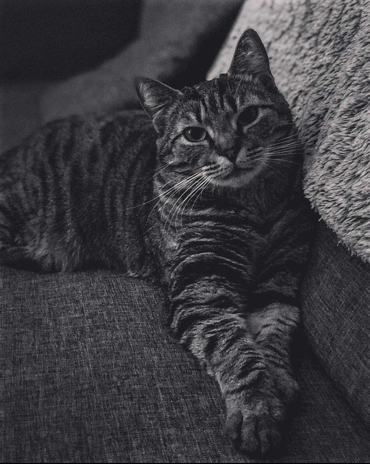 Mitsy participe au concours pour gagner de l'argent avec cette photo : american_shorthair, asian, black, black_and_white, california_spangled, carnivore, cat, domestic_short_haired_cat, dragon_li, european_shorthair, felidae, fur, kitten, monochrome, small_to_medium_sized_cats, snout, style, tabby_cat, whiskers, wild_cat