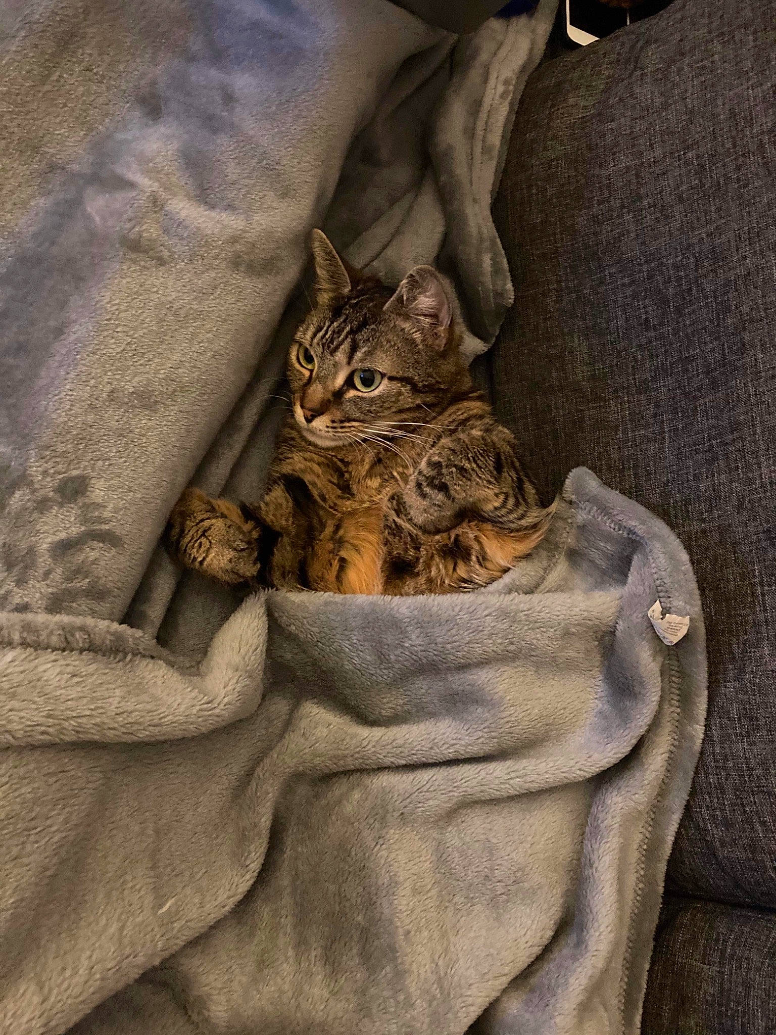 Mitsy a rejoint le concours — aidez-le/la à gagner de superbes lots ! asian, bengal, carnivore, cat, chausie, domestic_short_haired_cat, dragon_li, egyptian_mau, european_shorthair, eye, felidae, kitten, ocicat, pixie_bob, rusty_spotted_cat, small_to_medium_sized_cats, sokoke, tabby_cat, tree, whiskers