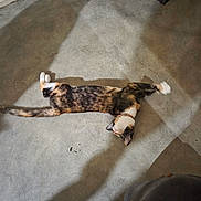 Bright Eyes is registered to the contest to win money with this photo: animal, calm, cat, collar, concrete, ears, feline, floor, home, indoor, paws, pet, relaxed, resting, shadow, stretching, sunlight, tabby, tail, whiskers