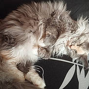 Rosa Blue a rejoint le concours — aidez-le/la à gagner de superbes lots ! cat, fluffy, sleeping, cozy, indoor, pet, animal, feline, resting, cute, fur, whiskers, paw, blanket, pattern, relaxing, soft, domestic, mammal, companion