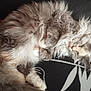 cat, fluffy, sleeping, cozy, indoor, pet, animal, feline, resting, cute, fur, whiskers, paw, blanket, pattern, relaxing, soft, domestic, mammal, companion