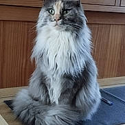 Rosa Blue participe au concours pour gagner de l'argent avec cette photo : calm, cat, cute, domestic_animal, ears, feline, fluffy, fur, green_eyes, indoor, long_hair, mat, pet, portrait, relaxed, sitting, table, tail, whiskers, wooden_furniture