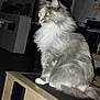 Rosa Blue participe au concours pour gagner de l'argent avec cette photo : animal, cat, domestic_cat, ears, feline, fluffy, fur, indoor, long_hair, looking_away, paws, pet, quiet, side_view, sitting, table, tail, whiskers, wooden_furniture, yellow_eyes