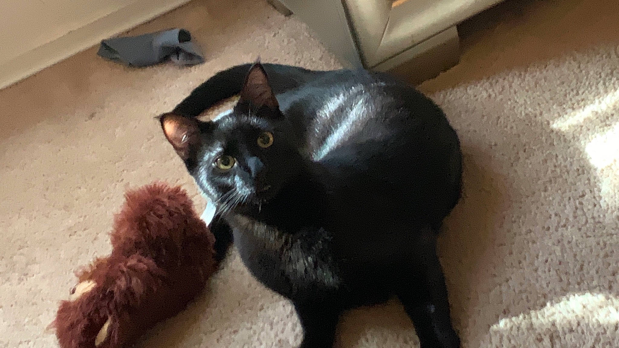 Whimsy joined the competition — help win amazing prizes! black_cat, bombay, box, carnivore, carton, cat, claw, couch, domestic_short_haired_cat, felidae, floor, flooring, fur, paw, shipping_box, small_to_medium_sized_cats, snout, tail, terrestrial_animal, whiskers