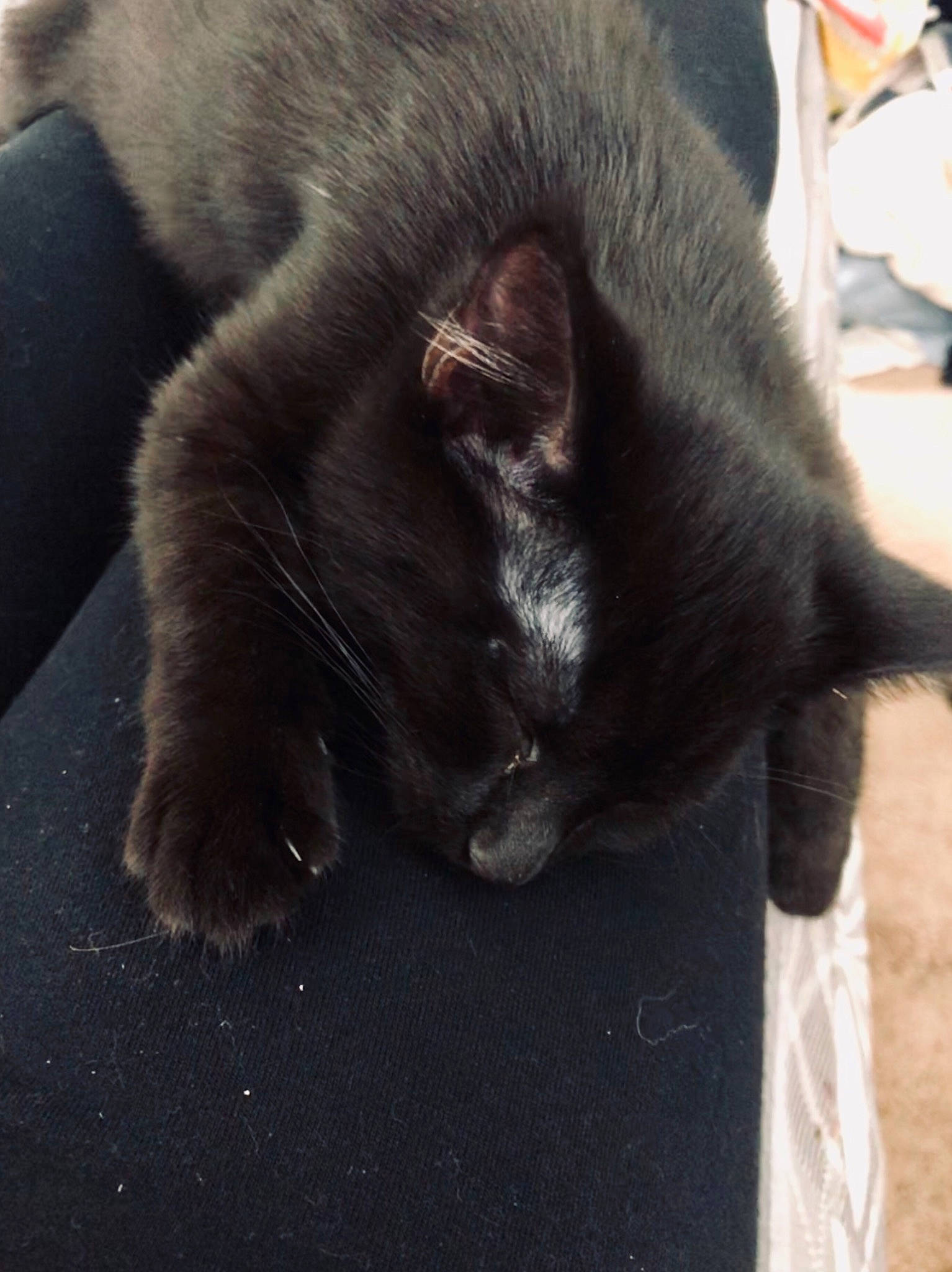 Whimsy joined the competition — help win amazing prizes! black_cat, bombay, carnivore, cat, claw, comfort, dog_breed, domestic_short_haired_cat, eye, felidae, flooring, fur, grey, nap, paw, small_to_medium_sized_cats, snout, tail, terrestrial_animal, whiskers