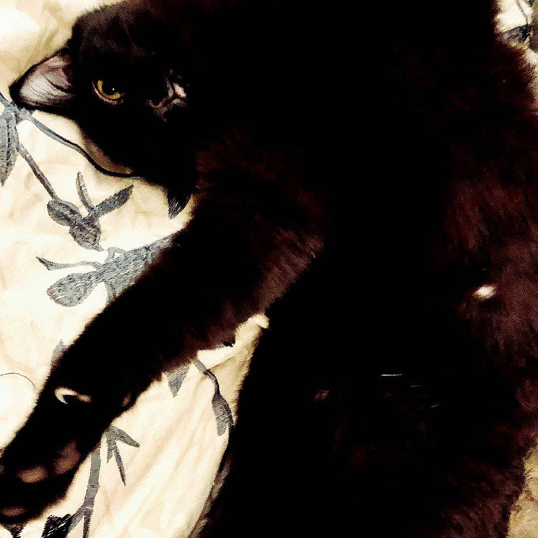 Whimsy is registered to the contest to win money with this photo: black_cat, bombay, carnivore, cat, claw, comfort, domestic_short_haired_cat, eye, felidae, fur, paw, plant, shadow, small_to_medium_sized_cats, snout, tail, terrestrial_animal, tints_and_shades, tree, whiskers