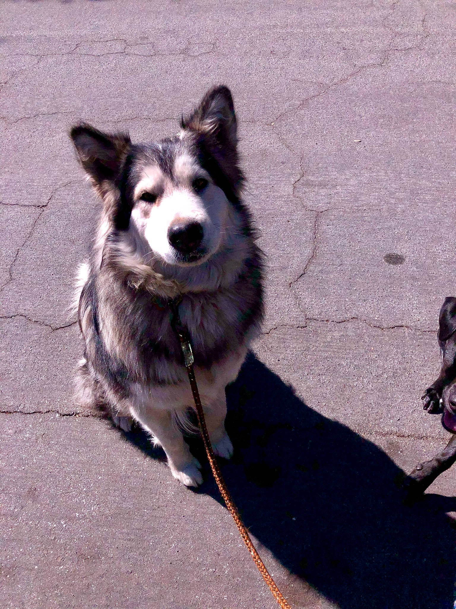 Mu joined the competition — help win amazing prizes! asphalt, canidae, carnivore, companion_dog, concrete, dog, dog_breed, leash, road_surface, shadow, sidewalk, sled_dog, snout, sporting_group, tail, tar, working_animal, working_dog