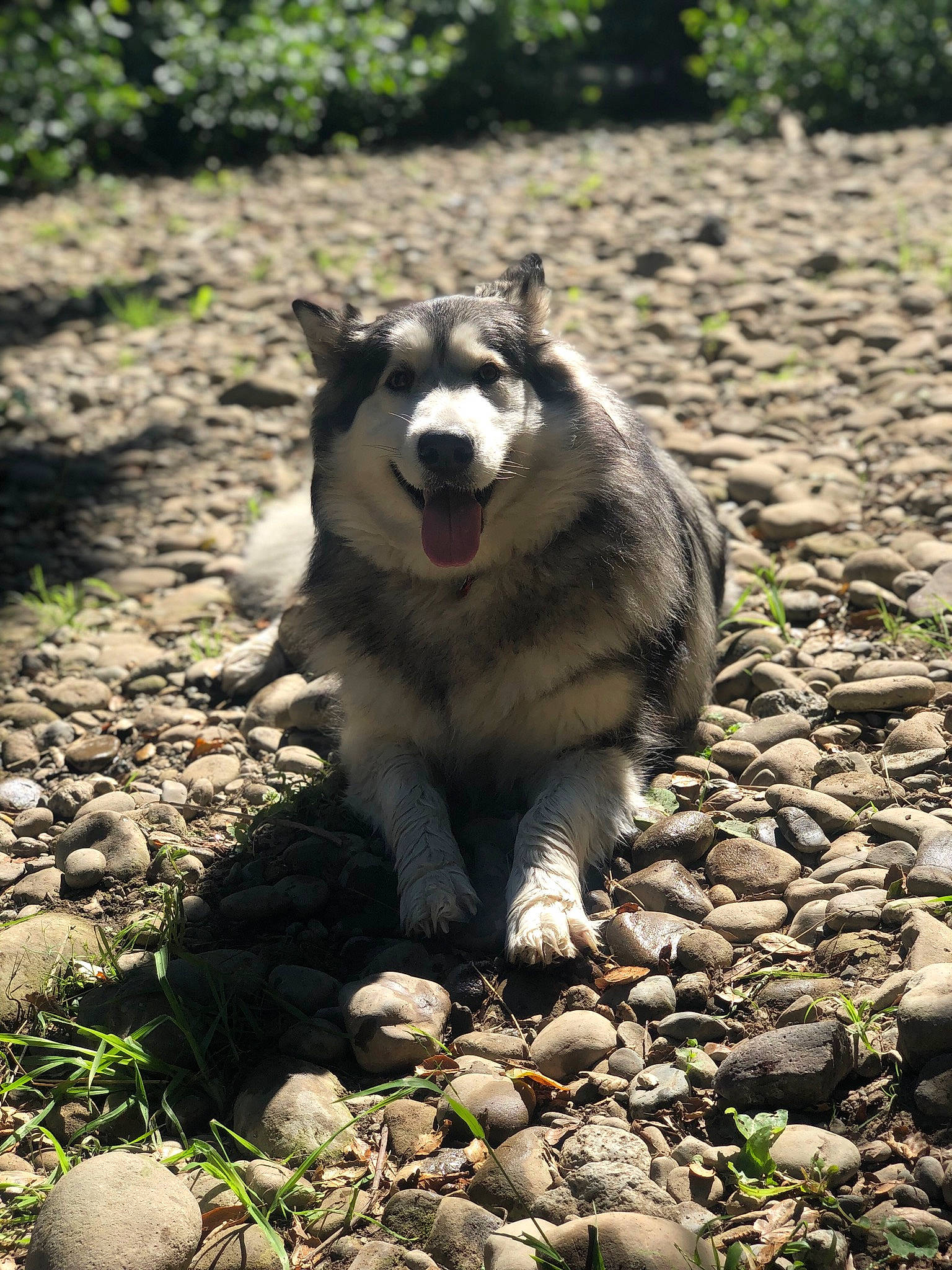 Mu is registered to the contest to win money with this photo: ancient_dog_breeds, canidae, canis, carnivore, dog, dog_breed, grass, plant, rock, sled_dog, snout, soil, sporting_group, tail, terrestrial_animal, wildlife, wolf, working_animal, working_dog, zoo