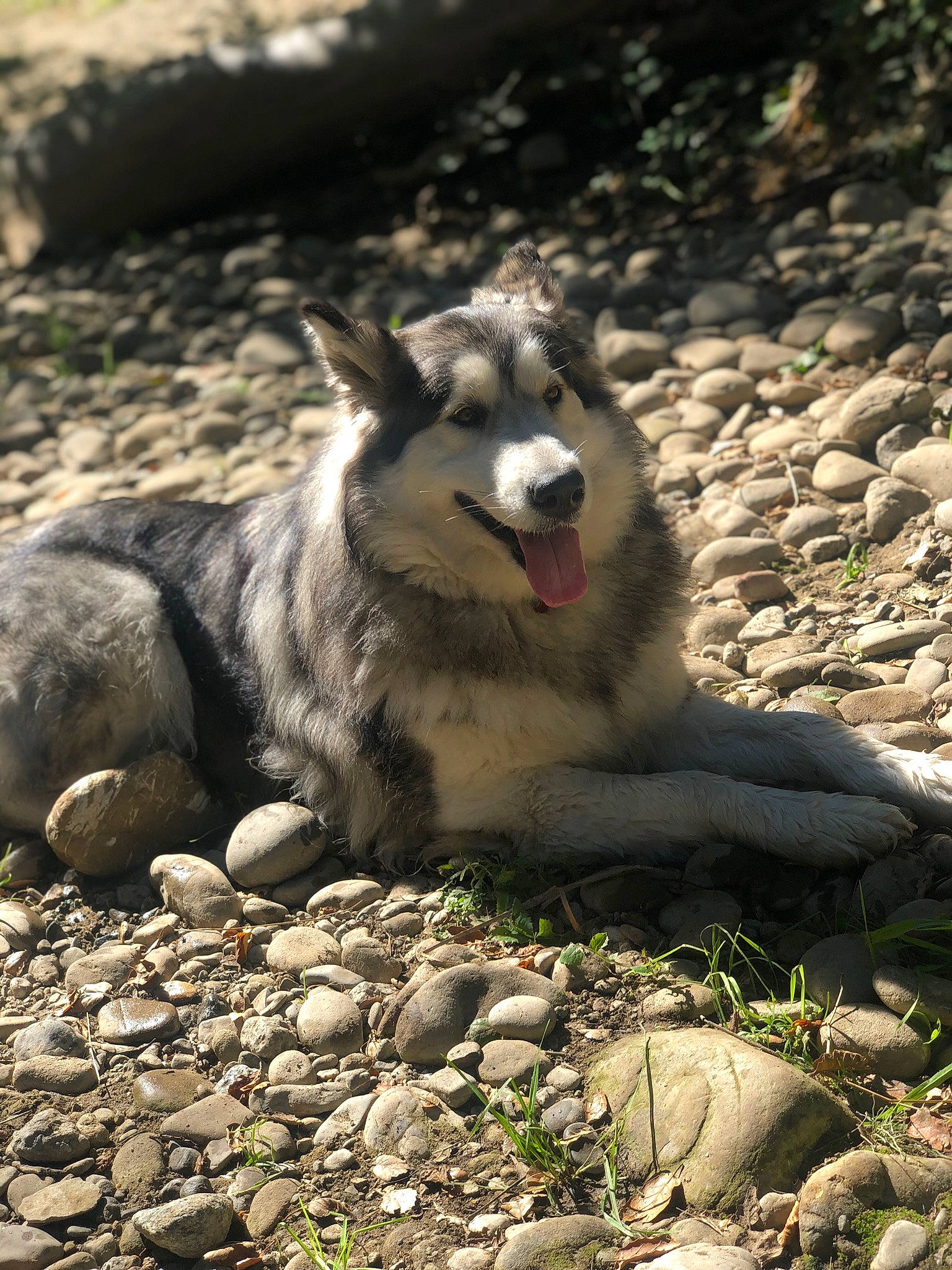 Mu joined the competition — help win amazing prizes! canidae, canis, carnivore, dog, dog_breed, fur, grass, monochrome, plant, rock, sled_dog, snout, soil, terrestrial_animal, tree, whiskers, wildlife, wolf, working_dog, zoo