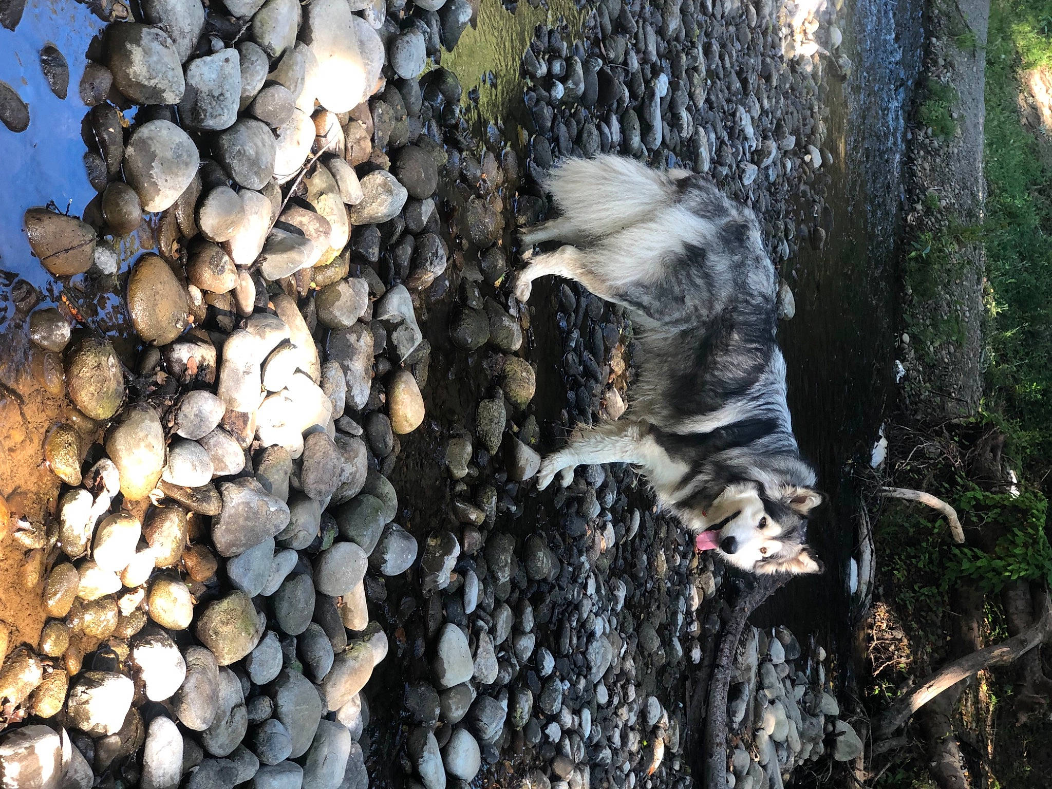 Mu joined the competition — help win amazing prizes! bedrock, carnivore, forest, fur, geology, grass, landscape, mammal, natural_landscape, organism, pebble, plant, rock, soil, sunlight, tail, tree, trunk, vertebrate, wood