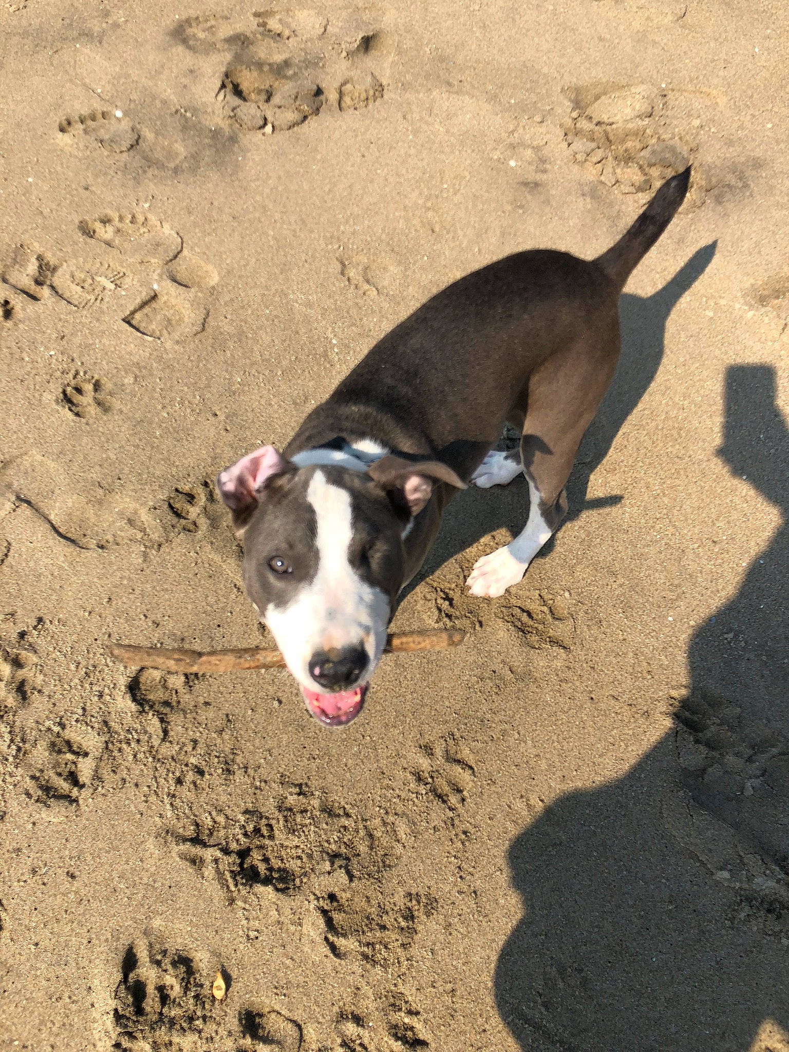 Luna joined the competition — help win amazing prizes! beach, canidae, carnivore, collar, companion_dog, dog, dog_breed, fawn, hunting_dog, non_sporting_group, paw, pet_supply, rampur_greyhound, sand, shadow, snout, soil, sporting_group, terrestrial_animal, working_animal