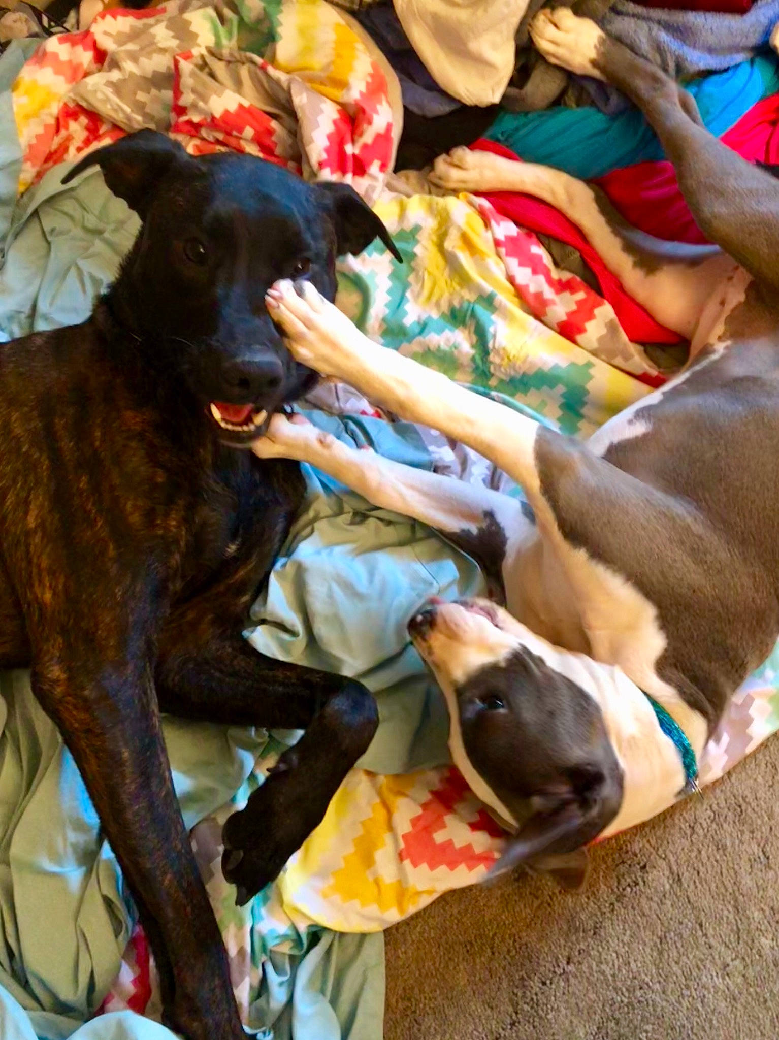 Luna is registered to the contest to win money with this photo: art, canidae, carnivore, collar, comfort, companion_dog, dog, dog_breed, dog_supply, fawn, fur, guard_dog, hunting_dog, linens, montenegrin_mountain_hound, non_sporting_group, sporting_group, working_animal, working_dog