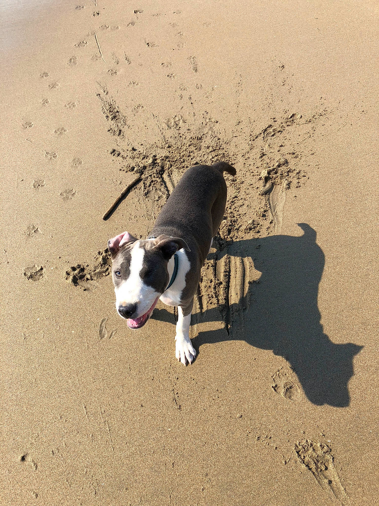 Luna joined the competition — help win amazing prizes! beach, canidae, carnivore, collar, companion_dog, dog, dog_breed, dog_collar, fawn, landscape, leash, pet_supply, sand, shadow, snout, soil, sporting_group, tail, tints_and_shades, working_animal