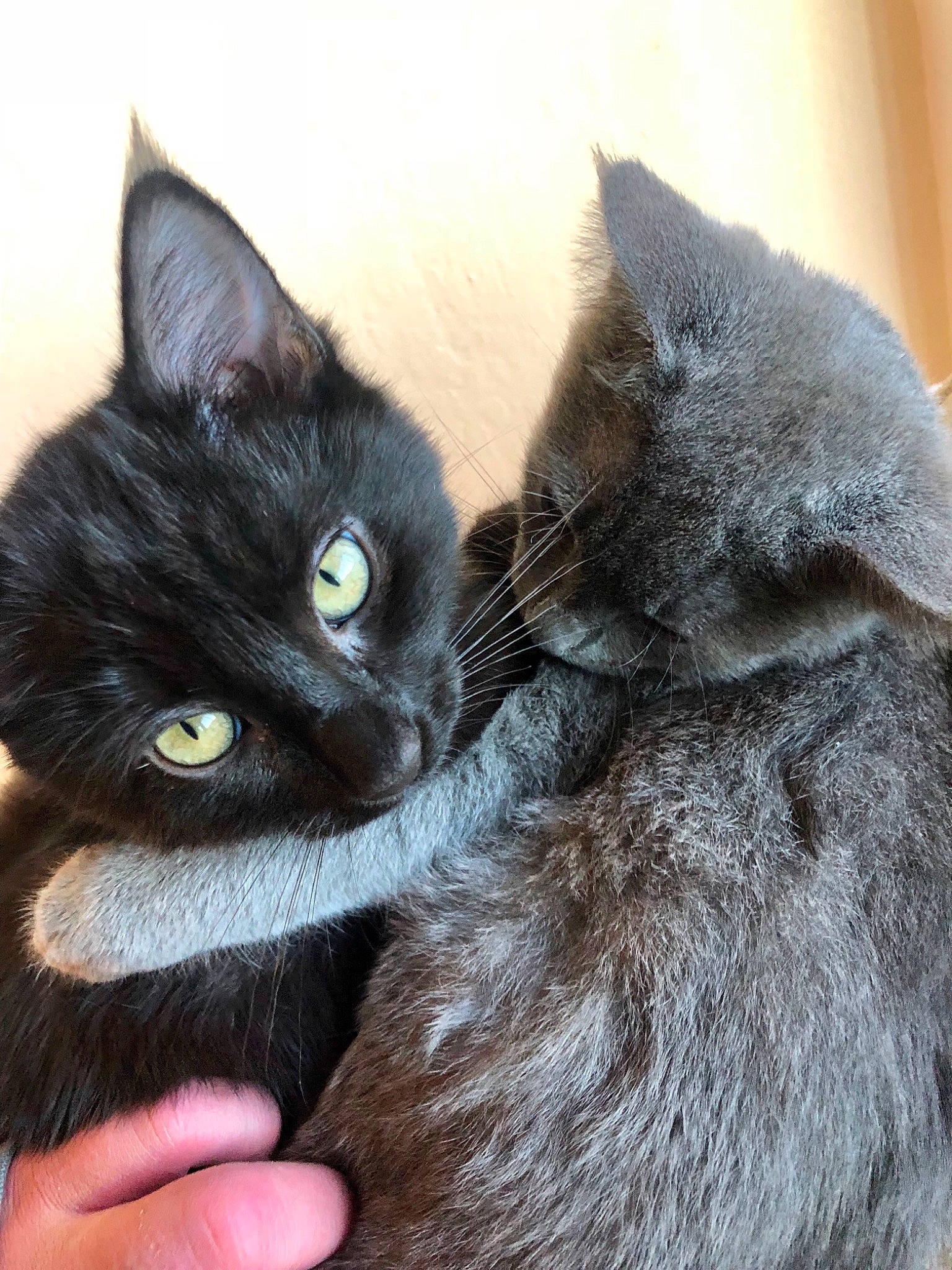 Pogonip joined the competition — help win amazing prizes! black_cat, bombay, carnivore, cat, chartreux, claw, comfort, domestic_short_haired_cat, felidae, fur, gesture, grey, havana_brown, paw, sitting, small_to_medium_sized_cats, snout, tail, whiskers