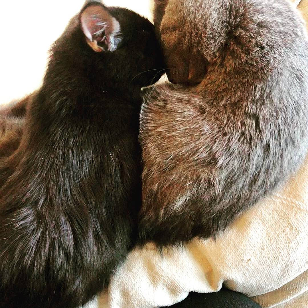 Pogonip is registered to the contest to win money with this photo: black_cat, bombay, brown, carnivore, cat, claw, comfort, domestic_short_haired_cat, felidae, foot, fur, gesture, liver, nap, paw, small_to_medium_sized_cats, snout, tail, terrestrial_animal, whiskers