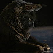 Armageddon a rejoint le concours — aidez-le/la à gagner de superbes lots ! cat, black_cat, animal, pet, feline, fur, whiskers, side_profile, dark_background, close_up, portrait, indoor, soft_light, texture, quiet, resting, mysterious, elegant, shadow, still_life