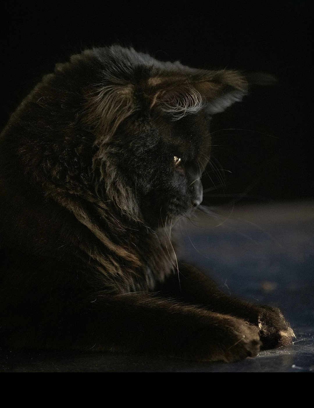 Armageddon a rejoint le concours — aidez-le/la à gagner de superbes lots ! cat, black_cat, animal, pet, feline, fur, whiskers, side_profile, dark_background, close_up, portrait, indoor, soft_light, texture, quiet, resting, mysterious, elegant, shadow, still_life