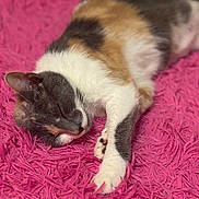 Ginger joined the competition — help win amazing prizes! animal, calico, cat, closeup, comfort, cozy, cute, feline, fur, home, indoor, paws, peaceful, pet, pink_rug, relaxation, resting, sleeping, soft_texture, whiskers