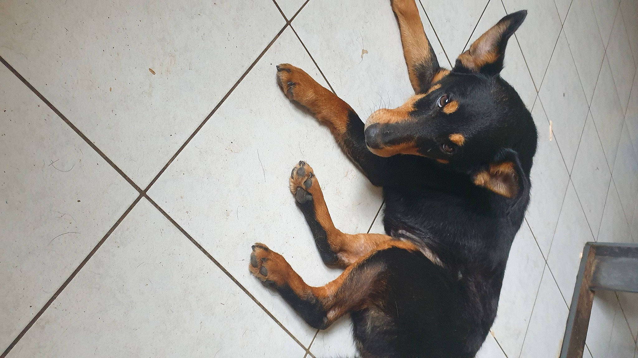 Memphys participe au concours pour gagner de l'argent avec cette photo : carnivore, companion_dog, dobermann, dog, dog_breed, ear, fawn, flooring, fur, guard_dog, paw, pinscher, prazsky_krysarik, snout, sporting_group, tail, toy_dog, wood, working_animal, working_dog