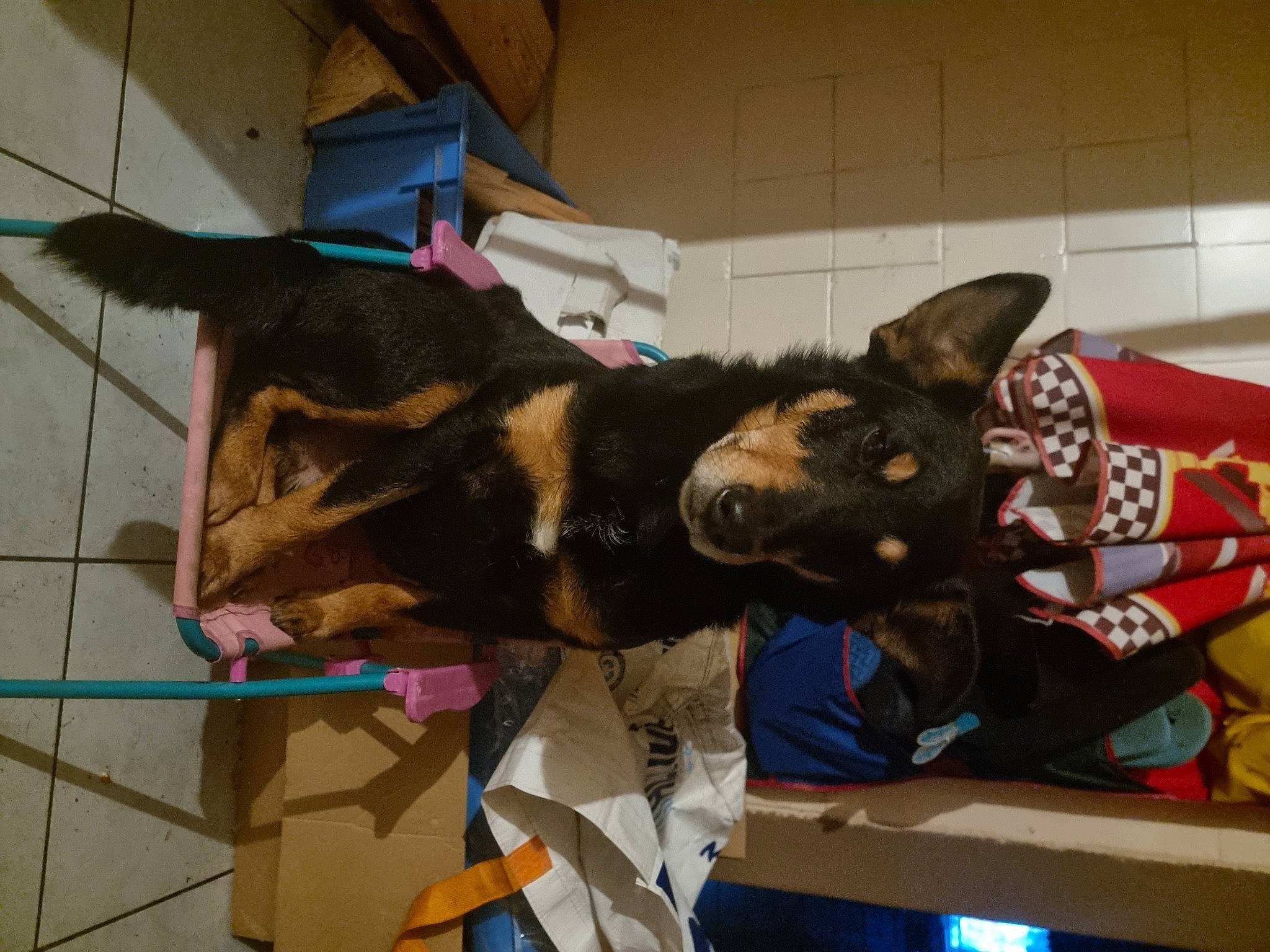 Memphys participe au concours pour gagner de l'argent avec cette photo : art, canidae, carnivore, collar, dog, dog_breed, fashion_accessory, flooring, fur, guard_dog, mammal, natural_material, pet_supply, snout, sporting_group, tail, working_animal, working_dog