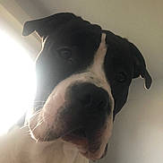 Walter is registered to the contest to win money with this photo: animal, black_and_white, canine, close_up, companion, curious, dog, ears, expression, face, fur, head, indoor, light, nose, pet, portrait, shadow, whiskers, window